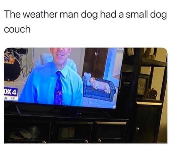 weather man dog had a small dog couch - The weather man dog had a small dog couch OX4 12 62