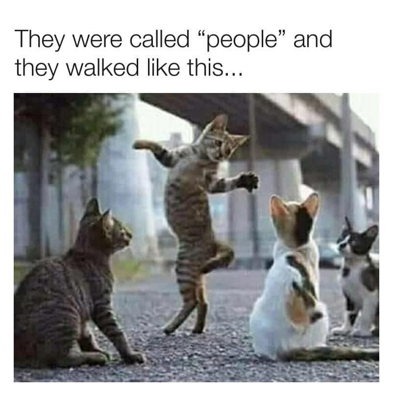 dancing cat - They were called "people and they walked this...