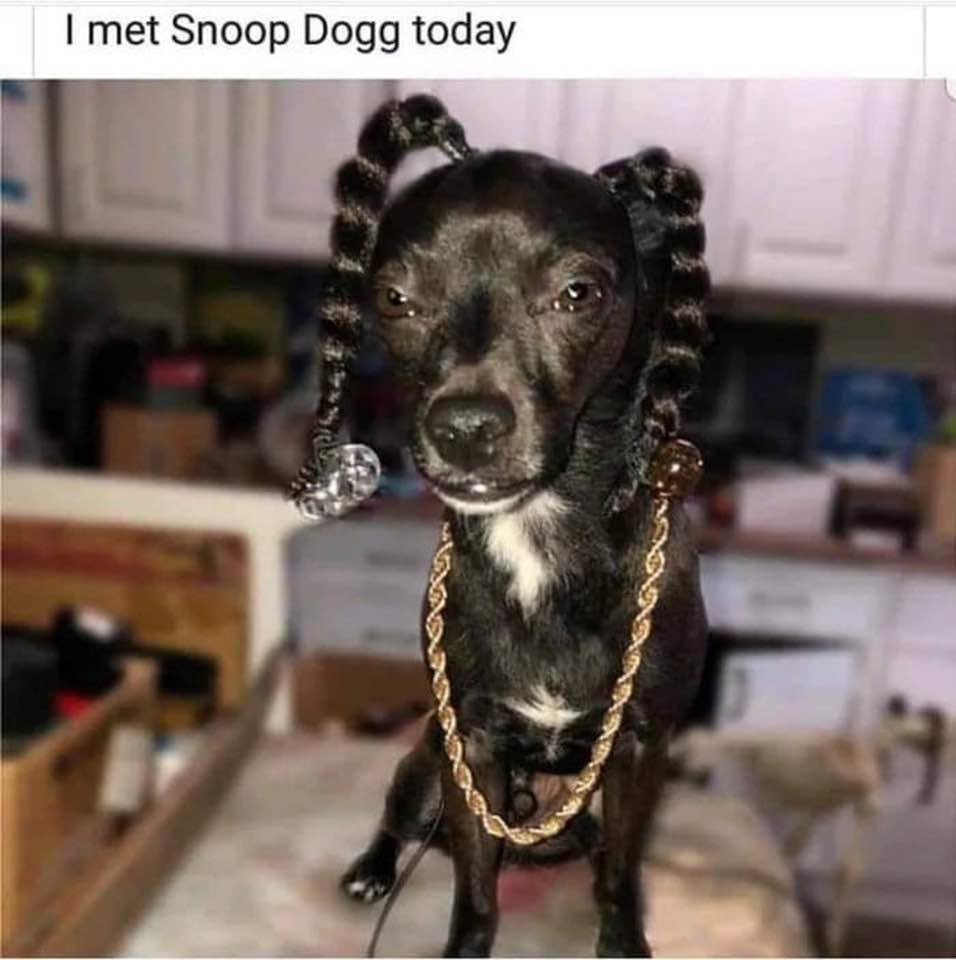 snoop dogg dog - | I met Snoop Dogg today
