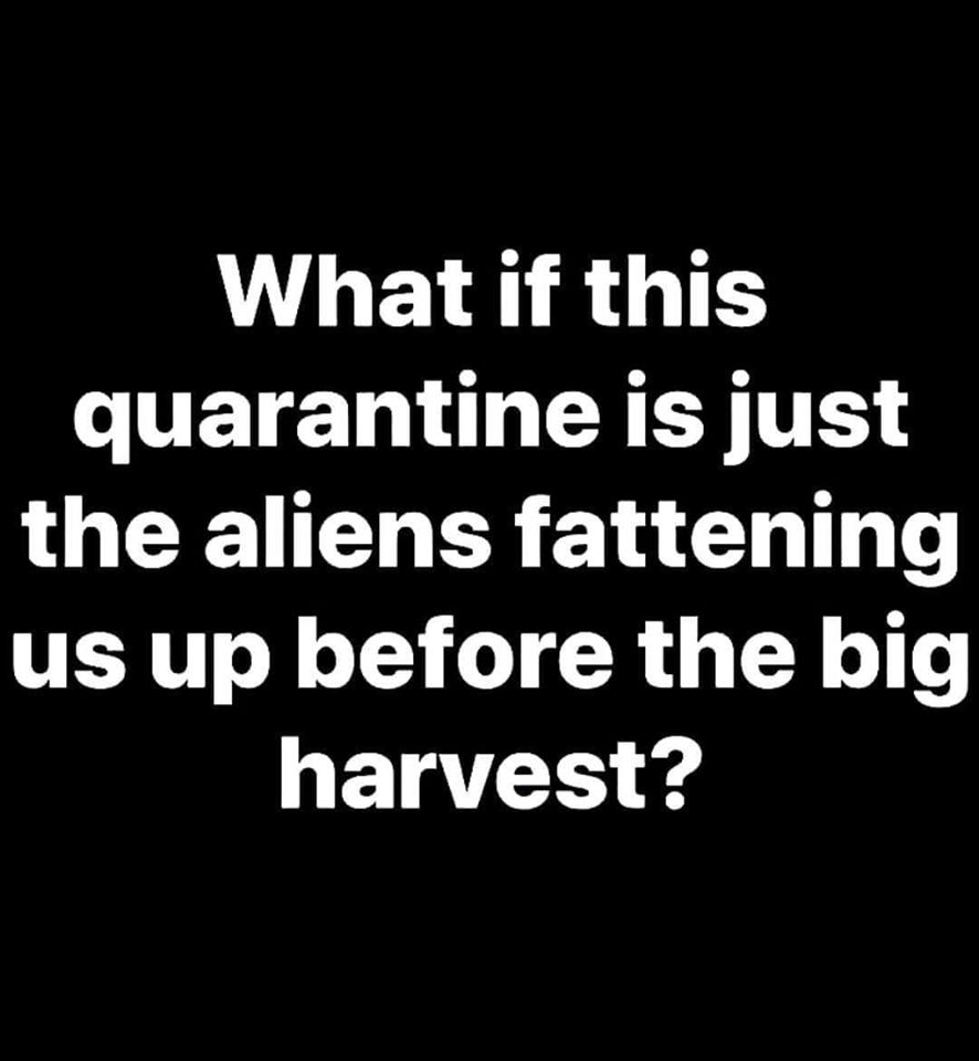 estelle conqueror lyrics - What if this quarantine is just the aliens fattening us up before the big harvest?