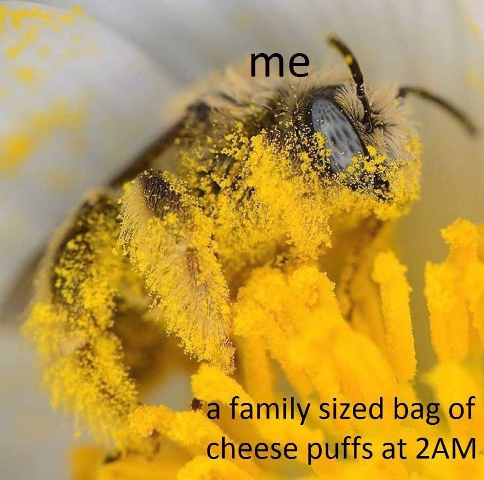 highly successful bee - me a family sized bag of cheese puffs at 2AM