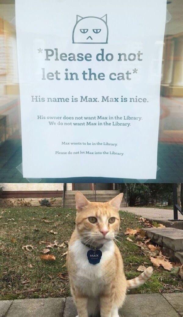 cat funny animal memes - Please do not let in the cat His name is Max. Max is nice. His owner does not want Max in the Library We do not want Max in the Library. Max wants to be in the Library Please do not let Max into the Library,