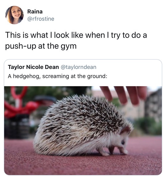 hedgehog screaming at ground - Raina Raina This is what I look when I try to do a pushup at the gym Taylor Nicole Dean A hedgehog, screaming at the ground
