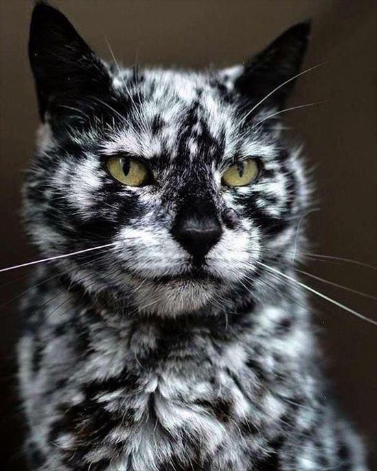 cat with vitiligo