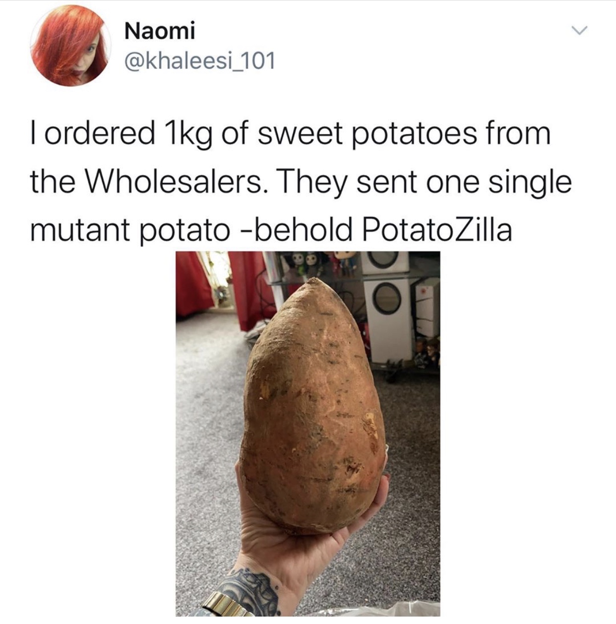 photo caption - Naomi Tordered 1kg of sweet potatoes from the Wholesalers. They sent one single mutant potato behold PotatoZilla