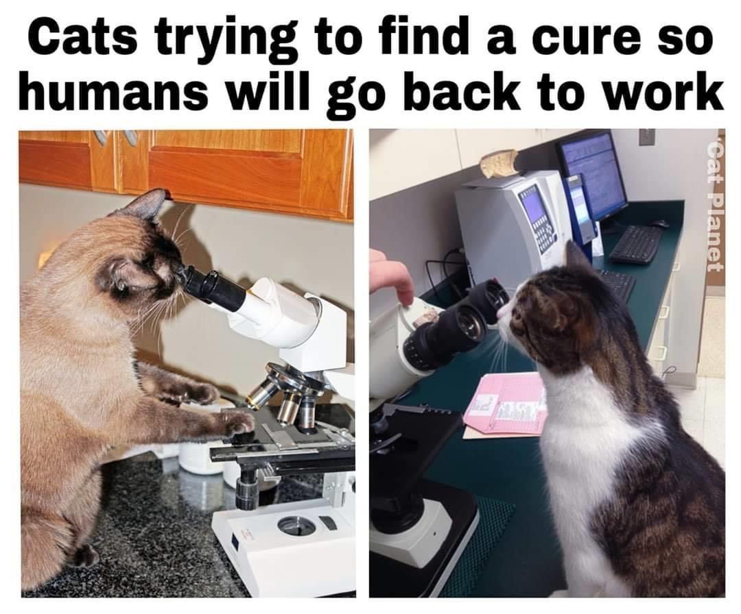 Cats trying to find a cure so humans will go back to work Cat Planet
