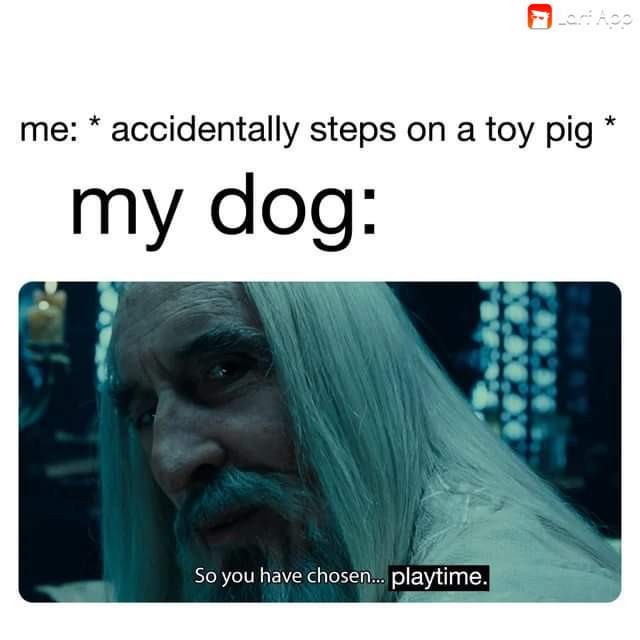 accidentally steps on a toy pig - me accidentally steps on a toy pig my dog So you have chosen... playtime.
