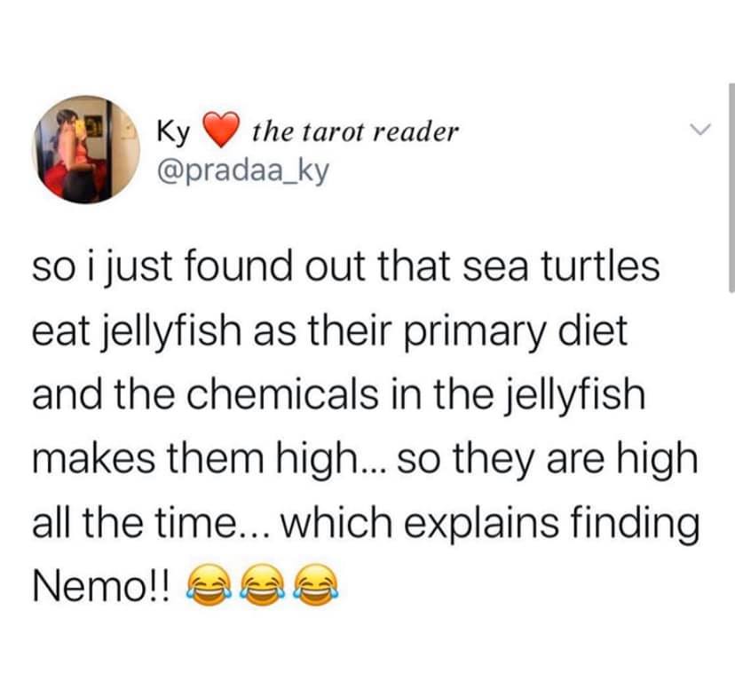 Ky the tarot reader so i just found out that sea turtles eat jellyfish as their primary diet and the chemicals in the jellyfish makes them high... so they are high all the time... which explains finding Nemo!!
