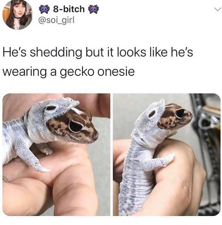 gecko onesie - 8bitch He's shedding but it looks he's wearing a gecko onesie