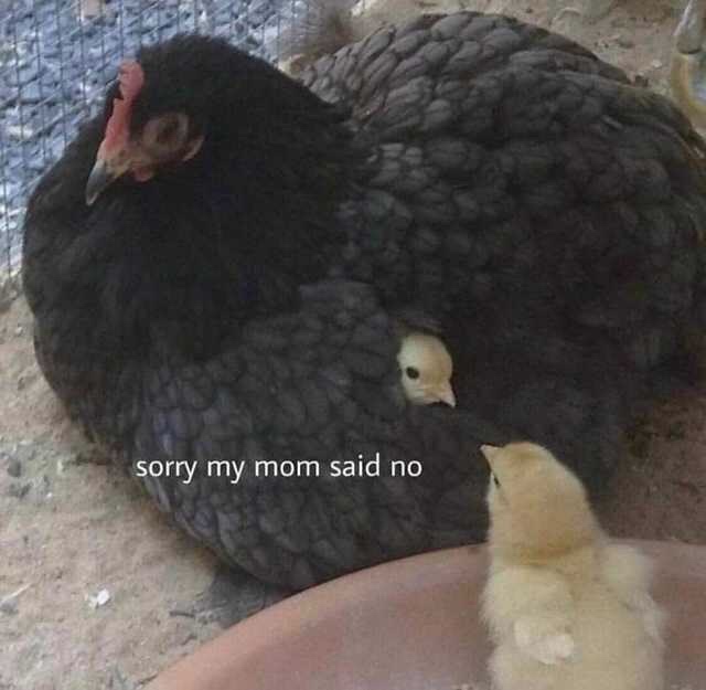 sorry my mom said no chicken - sorry my mom said no