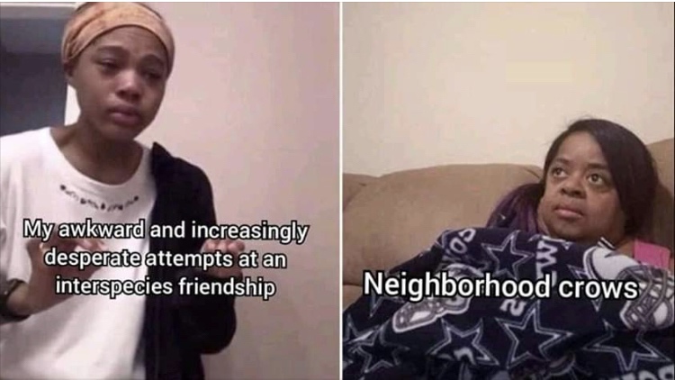 kombucha girl meme - My awkward and increasingly desperate attempts at an interspecies friendship Neighborhood crows