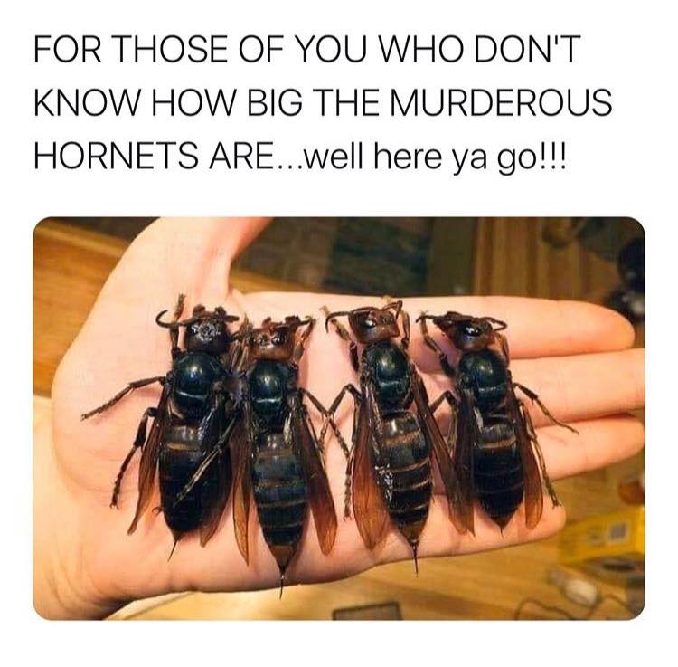 china giant wasp - For Those Of You Who Don'T Know How Big The Murderous Hornets Are...well here ya go!!!