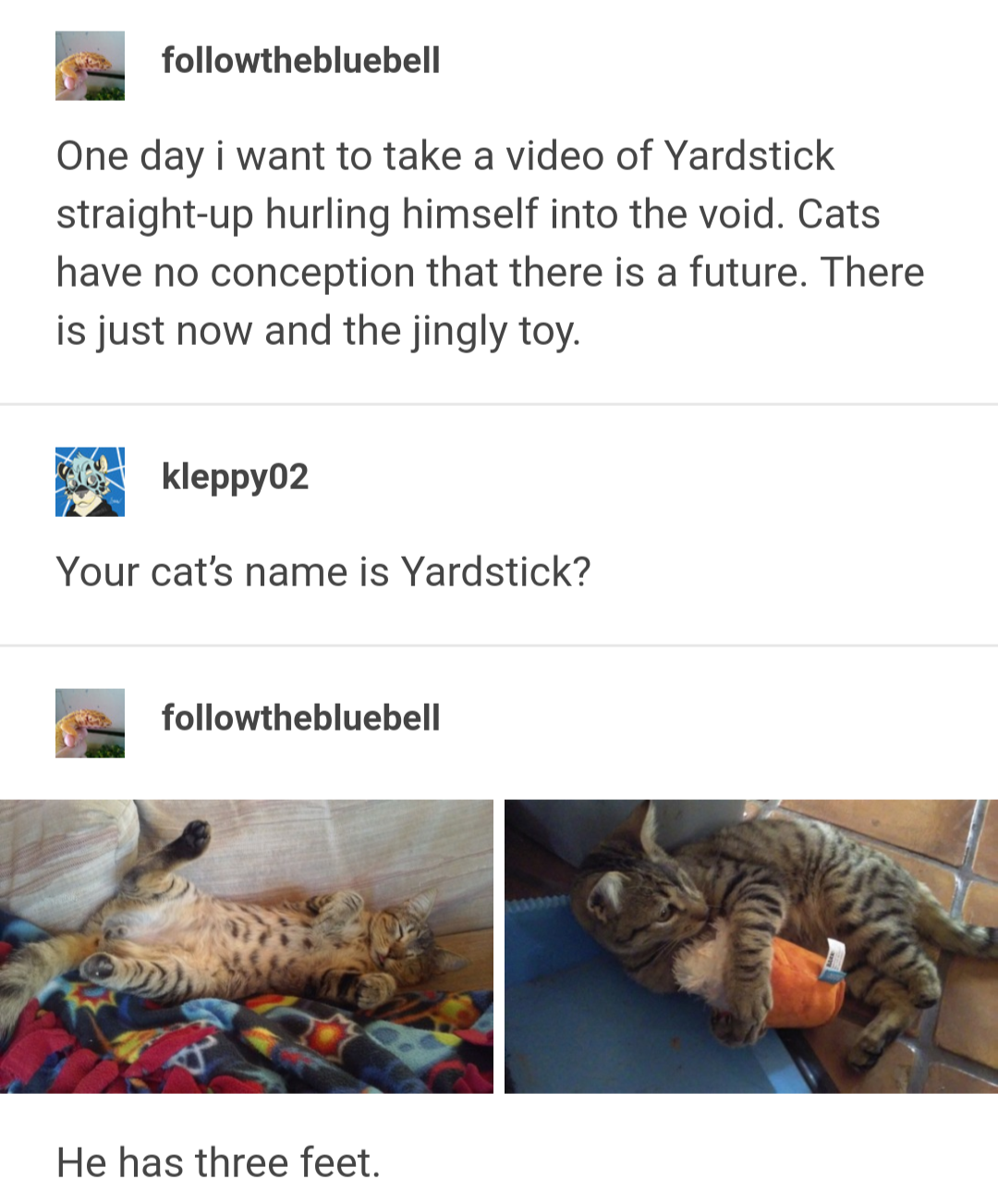 yardstick the cat - thebluebell One day i want to take a video of Yardstick straightup hurling himself into the void. Cats have no conception that there is a future. There is just now and the jingly toy. Pl kleppy02 Your cat's name is Yardstick? thebluebe