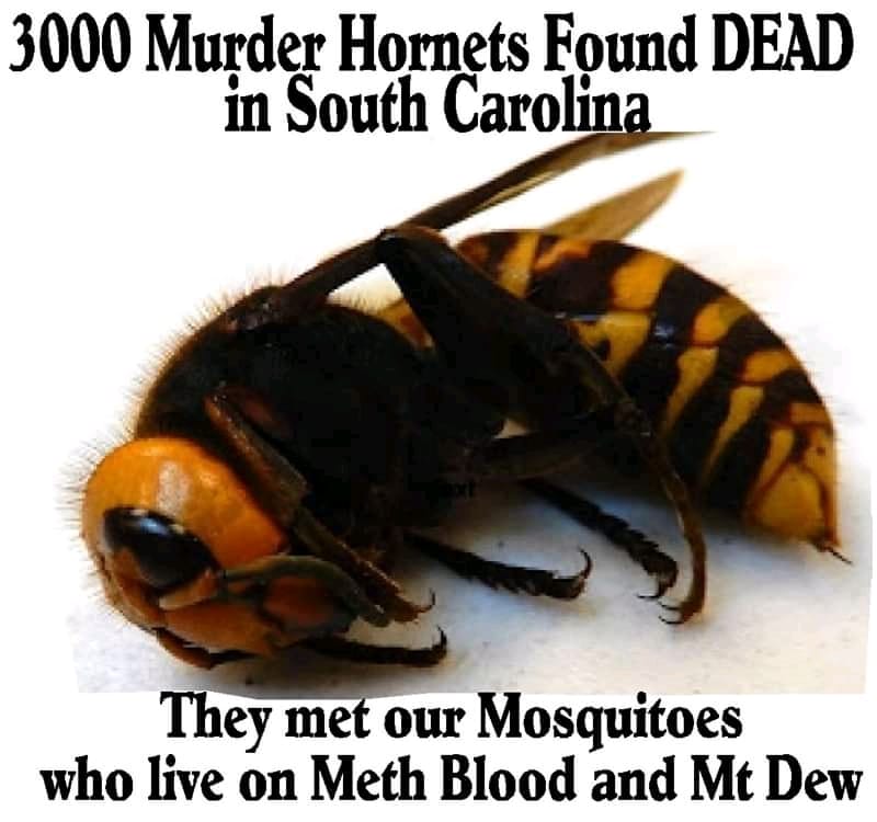 hornet - 3000 Murder Hornets Found Dead in South Carolina They met our Mosquitoes who live on Meth Blood and Mt Dew