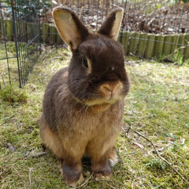 domestic rabbit