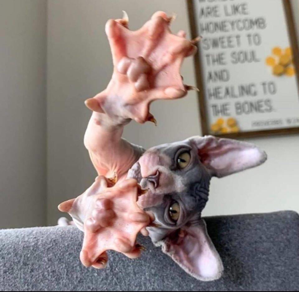 sphynx cat paws - Are Uke Honeycomb Sweet To The Soul And Healinc To The Bones