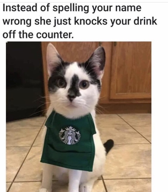 halloween costumes for cats - Instead of spelling your name wrong she just knocks your drink off the counter.