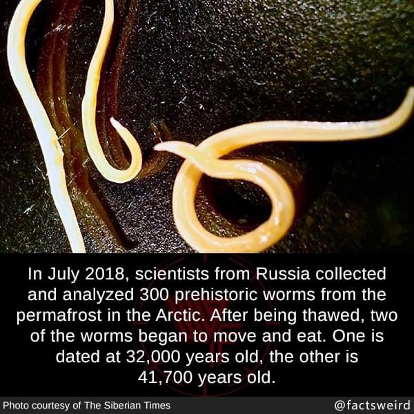 prehistoric worms - 15 In , scientists from Russia collected and analyzed 300 prehistoric worms from the permafrost in the Arctic. After being thawed, two of the worms began to move and eat. One is dated at 32,000 years old, the other is 41,700 years old.
