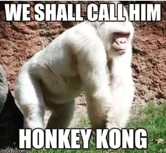 honkey kong meme - We Shall Call Him Honkey Kong imgflip.com