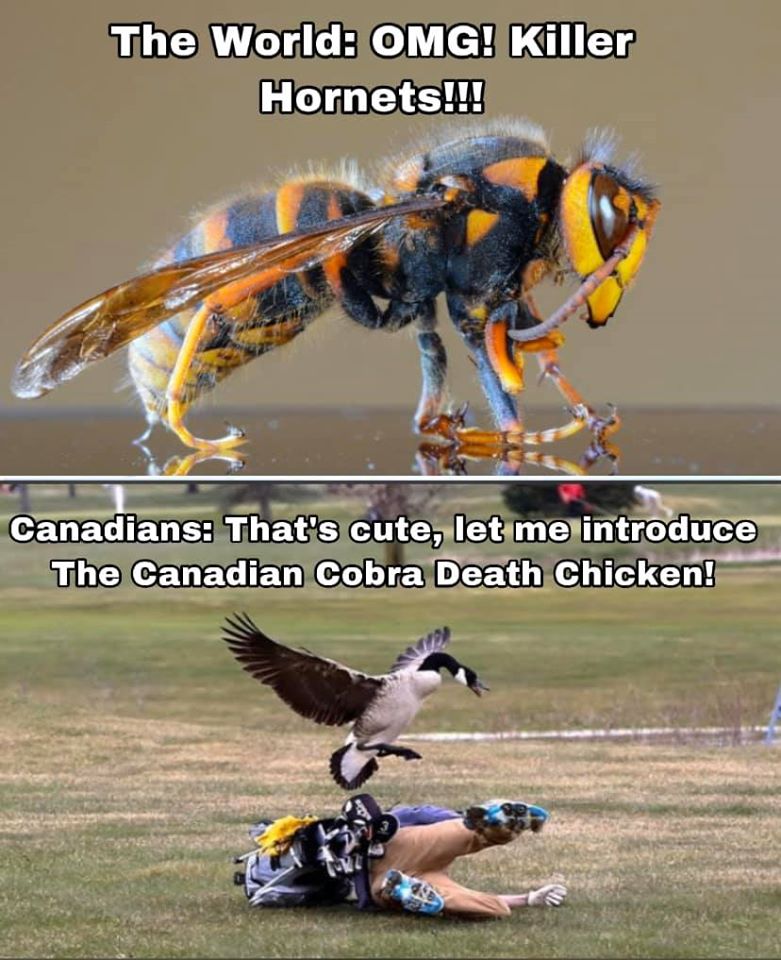 murder hornet - The World Omg! Killer Hornets!!! Canadians That's cute, let me introduce The Canadian Cobra Death Chicken!