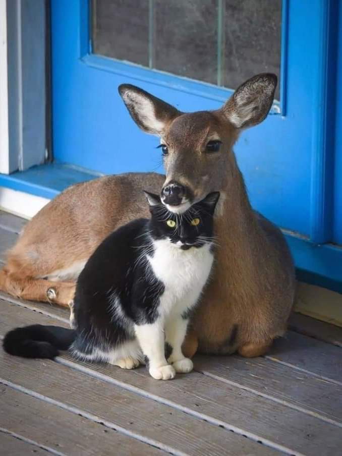 cat deer