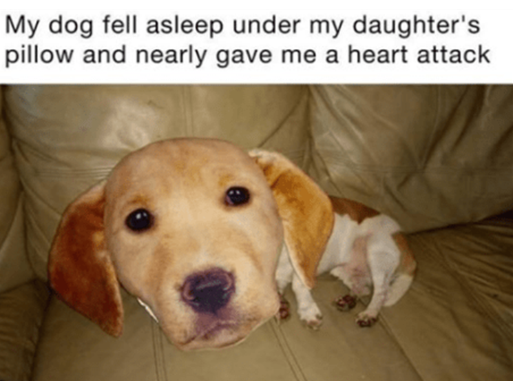funny puppo - My dog fell asleep under my daughter's pillow and nearly gave me a heart attack