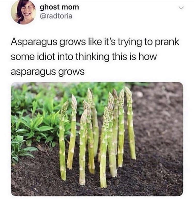 asparagus growing meme - ghost mom Asparagus grows it's trying to prank some idiot into thinking this is how asparagus grows