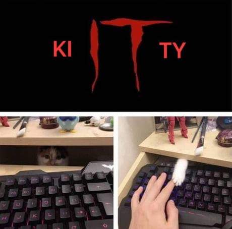 kitten pennywise cats - Ki Ty 0