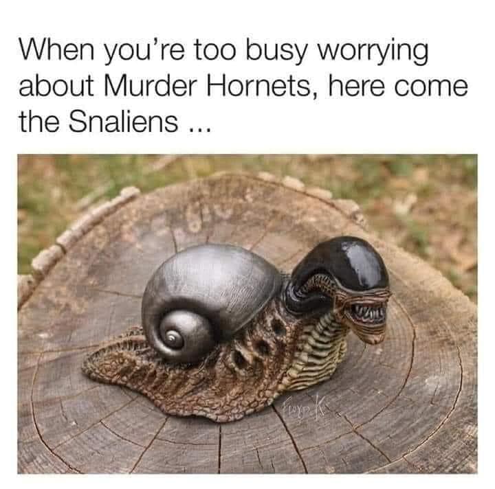 snail xenomorph - When you're too busy worrying about Murder Hornets, here come the Snaliens ... 20