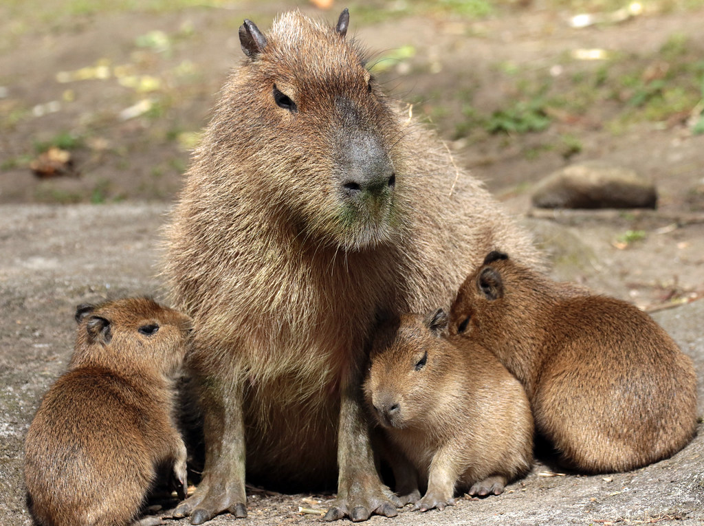 capybara