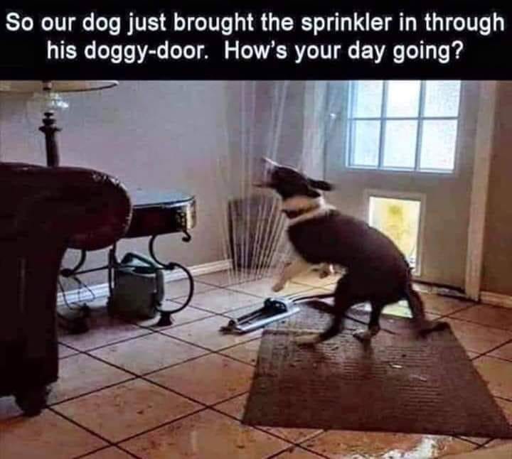 dog sprinkler through door - So our dog just brought the sprinkler in through his doggydoor. How's your day going?