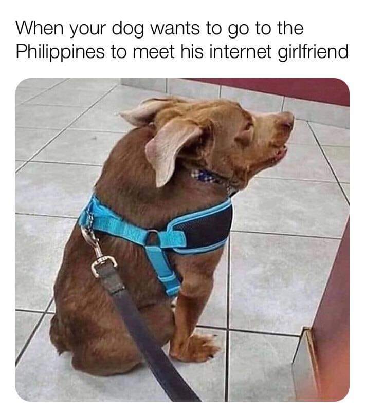 big ed meme - When your dog wants to go to the Philippines to meet his internet girlfriend