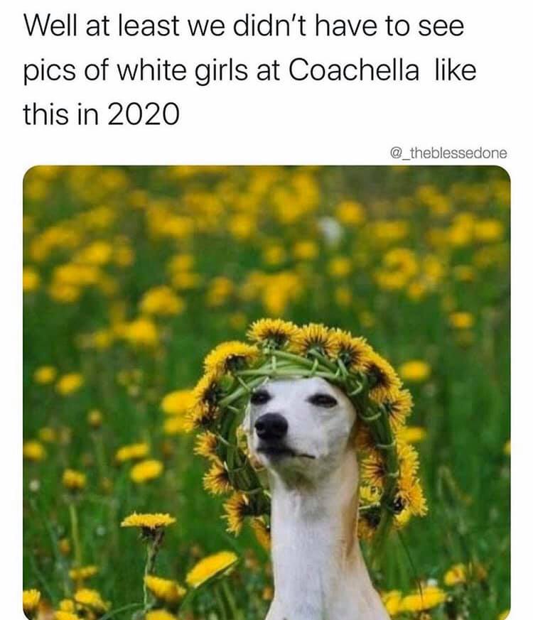 girls at music festival dog - Well at least we didn't have to see pics of white girls at Coachella this in 2020