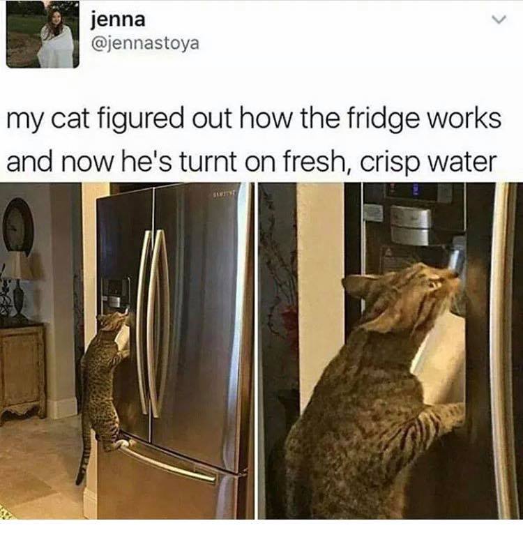my cat is turnt on fresh crisp water - jenna my cat figured out how the fridge works and now he's turnt on fresh, crisp water