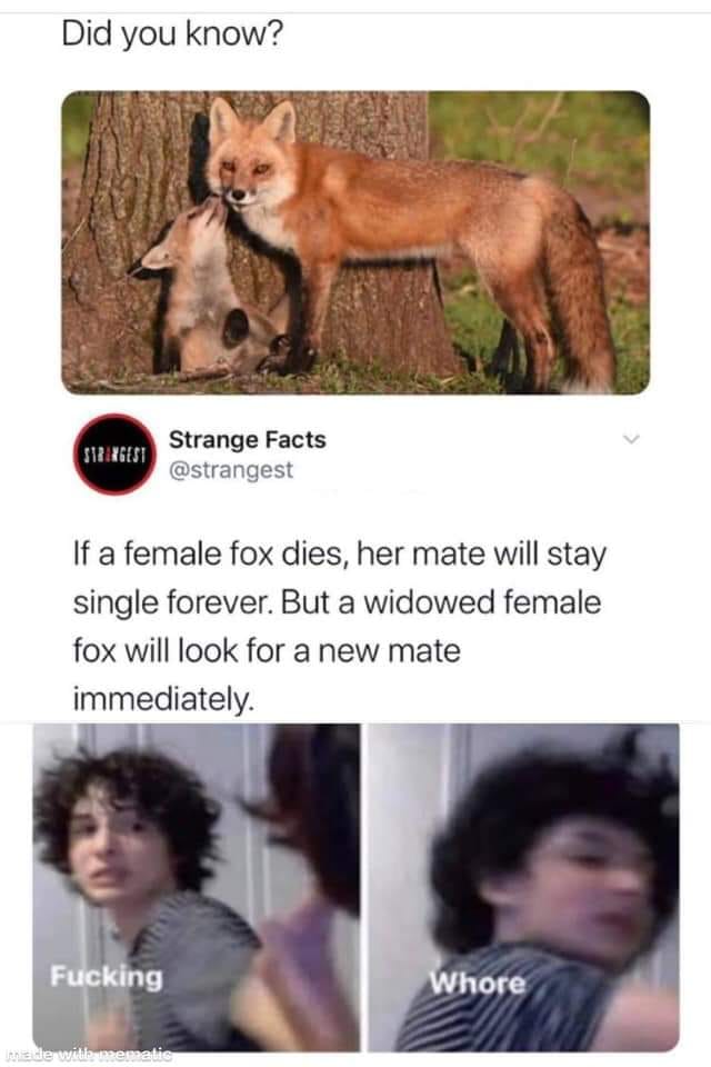 finn wolfhard fucking whore meme - Did you know? Strange Facts If a female fox dies, her mate will stay single forever. But a widowed female fox will look for a new mate immediately. Fucking Whore leheide will sematic