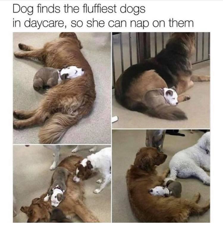 funny animals memes - Dog finds the fluffiest dogs in daycare, so she can nap on them