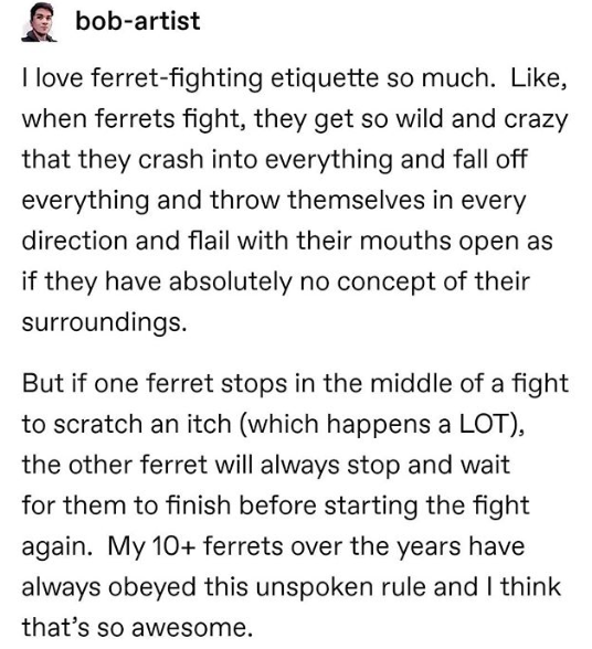 angle - bobartist I love ferretfighting etiquette so much. , when ferrets fight, they get so wild and crazy that they crash into everything and fall off everything and throw themselves in every direction and flail with their mouths open as if they have ab
