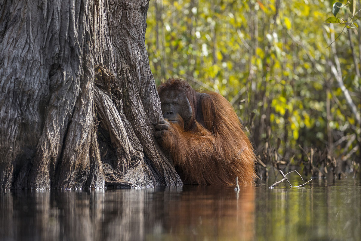 national geographic photo of the year 2017