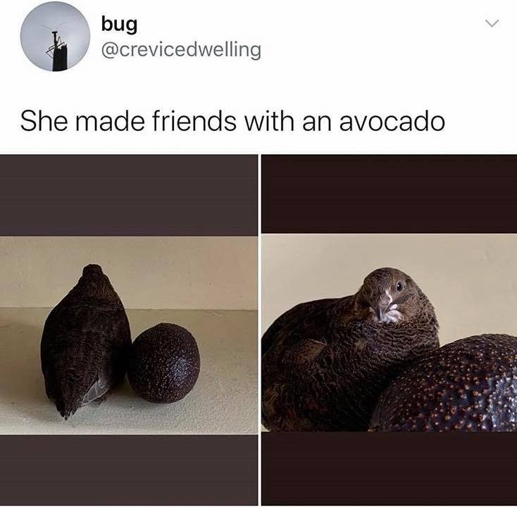 bug She made friends with an avocado