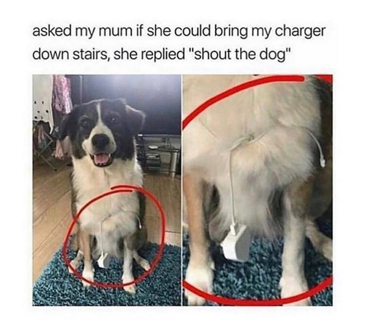 shout the dog - asked my mum if she could bring my charger down stairs, she replied "shout the dog"