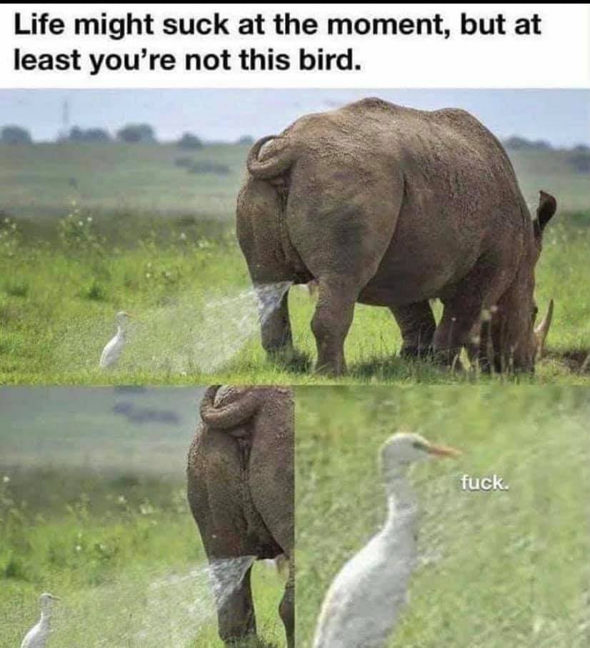life might suck at the moment but - Life might suck at the moment, but at least you're not this bird. fuck.