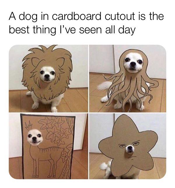 dog in cardboard cutout - A dog in cardboard cutout is the best thing I've seen all day