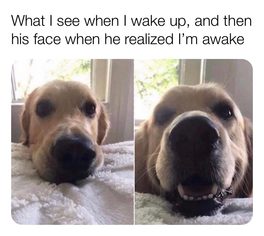 golden retriever meme - What I see when I wake up, and then his face when he realized I'm awake