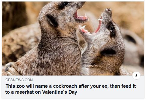 meerkat - Cbsnews.Com This zoo will name a cockroach after your ex, then feed it to a meerkat on Valentine's Day