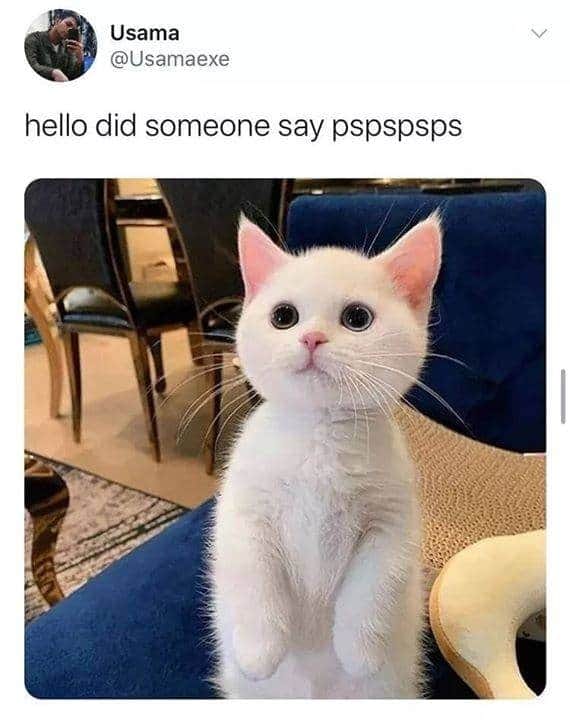 cats - Usama hello did someone say pspspsps