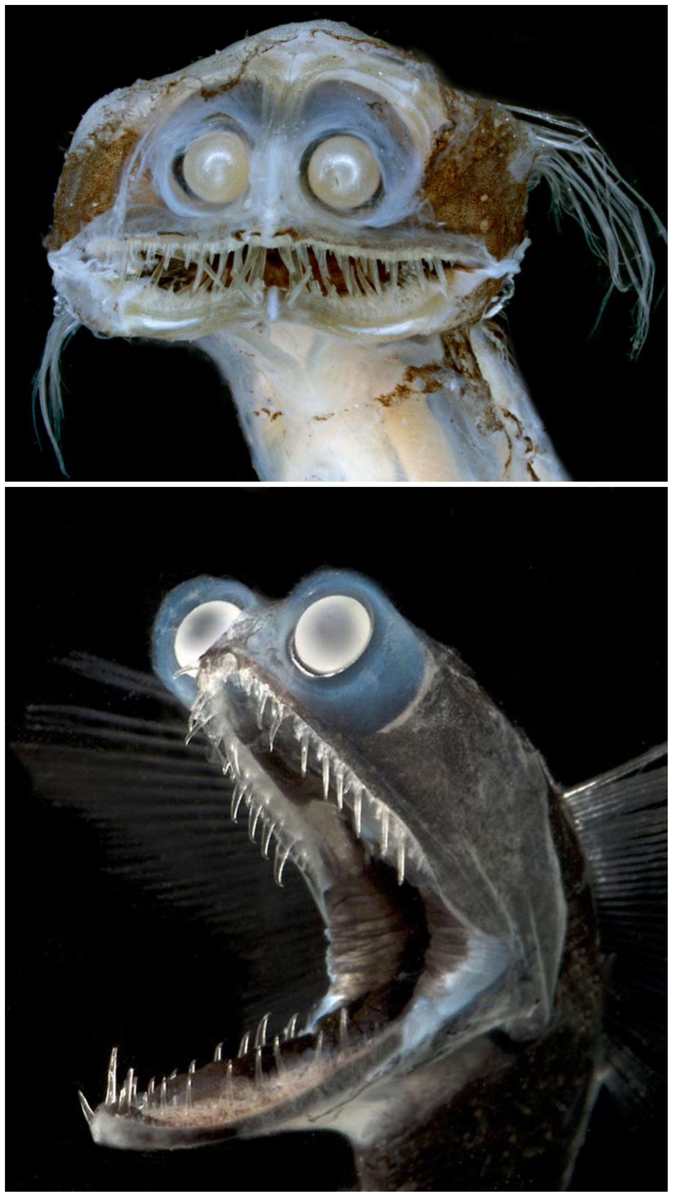 deep sea telescope fish
