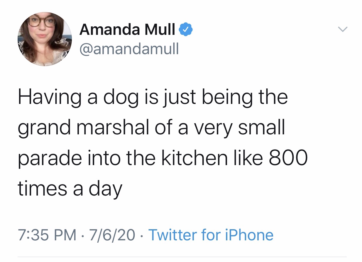 human behavior - Amanda Mull Having a dog is just being the grand marshal of a very small parade into the kitchen 800 times a day 7620 Twitter for iPhone