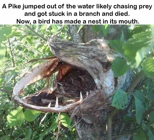bird nest in pike mouth - A Pike jumped out of the water ly chasing prey and got stuck in a branch and died. Now, a bird has made a nest in its mouth.