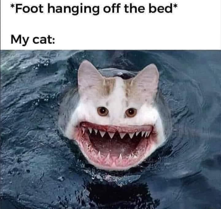 funny memes - Foot hanging off the bed My cat
