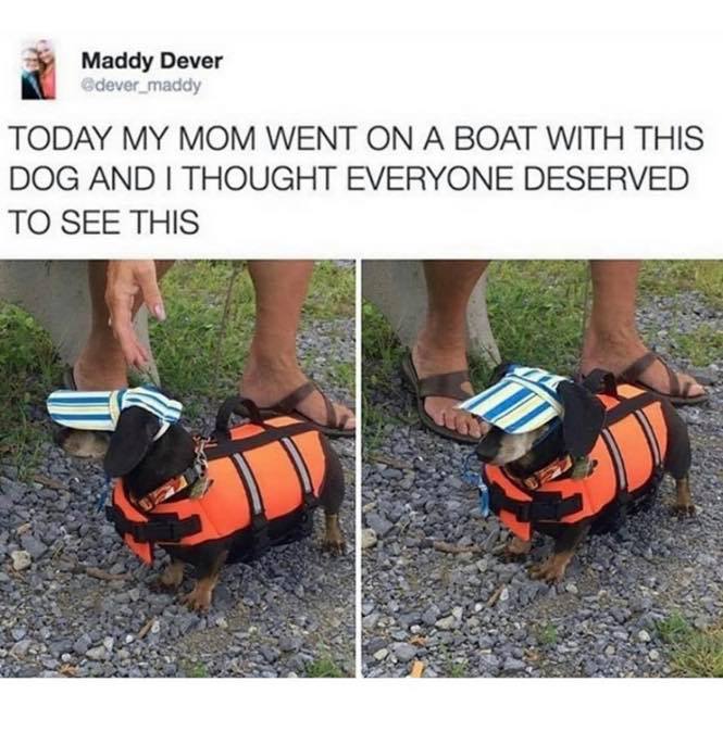 dogs boat meme - Maddy Dever dever_maddy Today My Mom Went On A Boat With This Dog And I Thought Everyone Deserved To See This